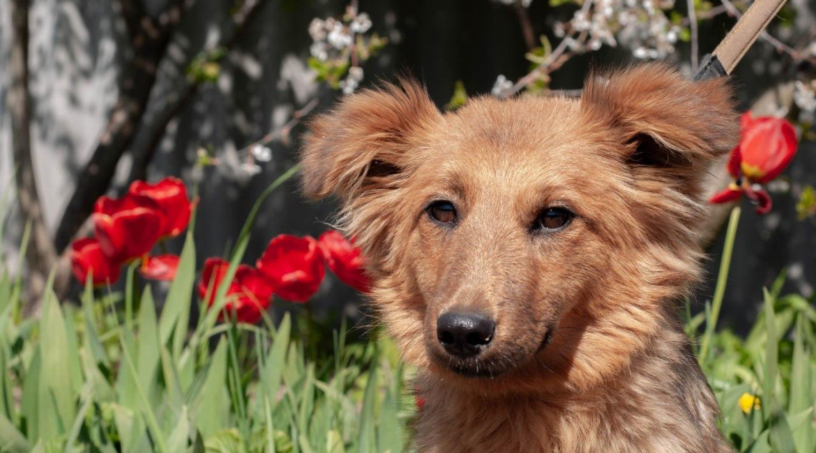 Chiens à adopter